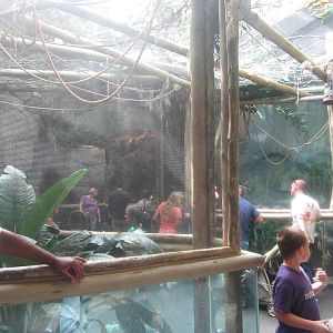 Sep. 2012-King Louie: The Albino Alligator