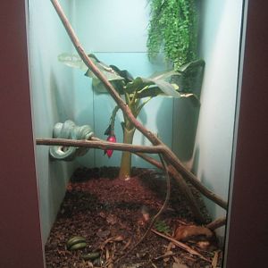Sep. 2012-Green Tree Python exhibit