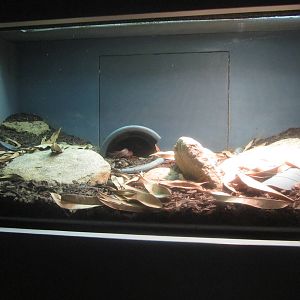 Sep. 2012-African House Snake exhibit