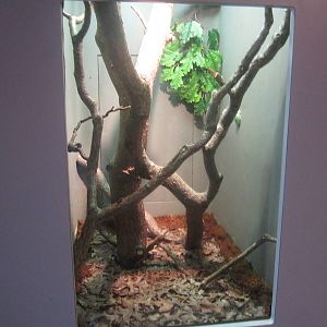 Sep. 2012-Kentucky Terrarium