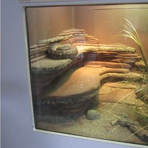 Sep. 2012-Angolan Python exhibit