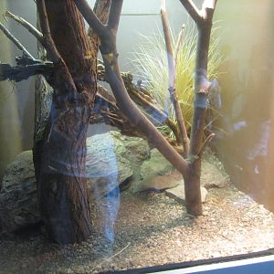 Sep. 2012-Sheltopusik exhibit