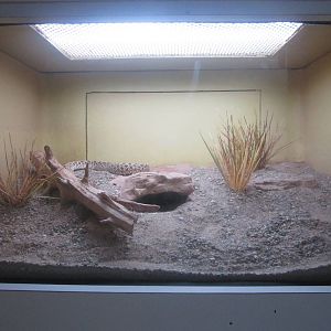 Sep. 2012-Western Hognose Snake exhibit