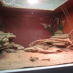 Sep. 2012-Pygmy Spiny-tailed Skink exhibit