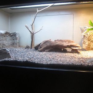 Sep. 2012-Four-lined Plated Skink exhibit