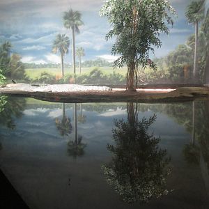 Sep. 2012-Cuban Crocodile exhibit