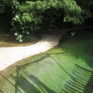 Sep. 2012-Oriental White Stork exhibit