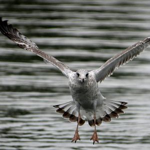 Ring-billed Gull
