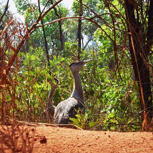 Dampier Peninsula - Australian Bustards, road North of Broome 11.11