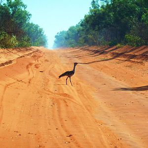Dampier Peninsula - Australian Bustard on road North of Broome 11.11