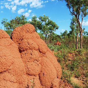 Dampier Peninsula - Termite Nests, Pindan woodland North of Broome 11.11