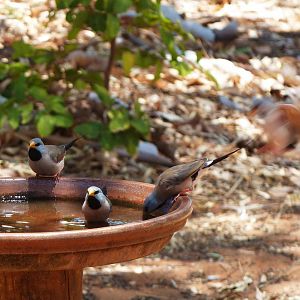 Dampier Peninsula - Long-tailed Finches Cape Leveque 11.11