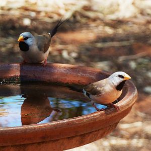 Dampier Peninsula - Long-tailed Finches 2, Cape Leveque 11.11