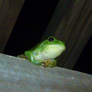 Dampier Peninsula - Green Tree Frog in cabin, Cape Leveque 11.11