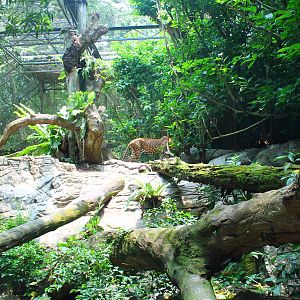 Wild Africa - Leopard exhibit