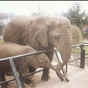 Elephants