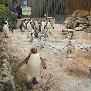 King and Humboldt`s Penguin