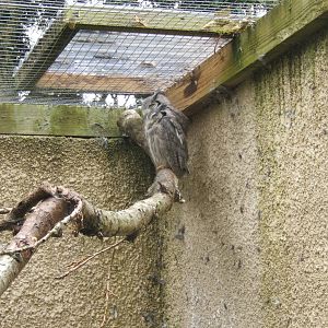 Southern White-fronted Scops Owl