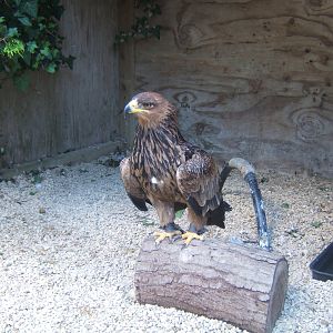 African Tawny Eagle (Aquila rapax belisarius)