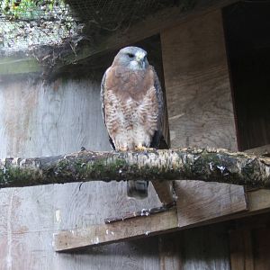 Swainson`s Hawk