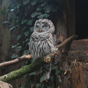 Barred Owl