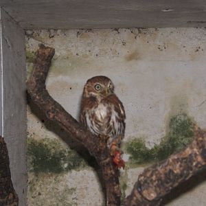 Ferruginous Pygmy Owl