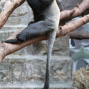 Owl-faced Monkey (Cercopithecus hamlyni)