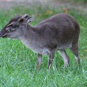 Blue Duiker (Cephalophus monticola)
