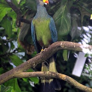 Great Blue Turaco