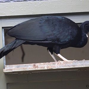 Wattled Guan (Aburria aburri)