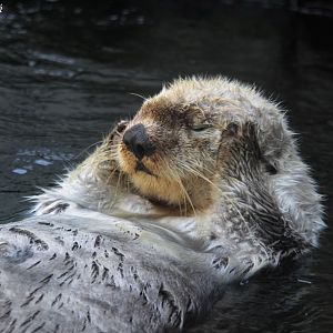 Sea Otter (Enhydra lutris)