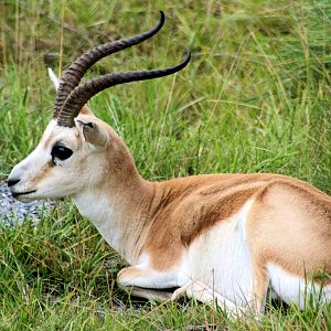 Persian gazelle; Plzen; 1st September 2012