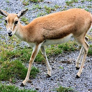Persian gazelle; Plzen; 1st September 2012