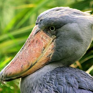 Shoebill;Prague;29th August 2012