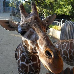 Close Encounters of the Giraffe Slobbery Kind