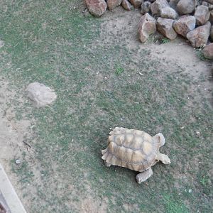 Sulcata tortoise exhibit