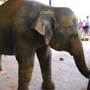 Elephant at Bottle-Feeding Station