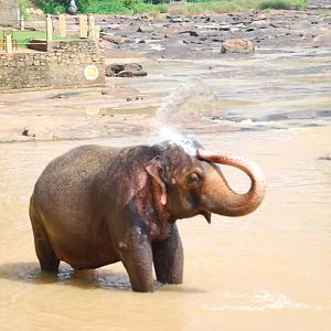 Elephant Spraying Itself