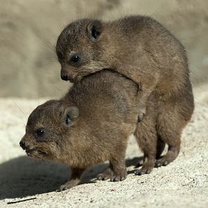 Baby Rock Hyrax's