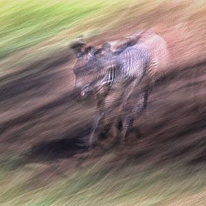 baby zebra running