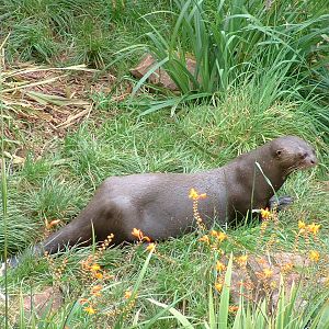 Giant Otter - Sept 2012