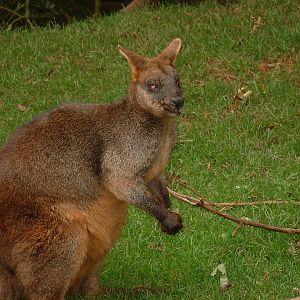 Swamp Wallaby - Sept 2012