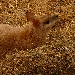 Agile (River Sand) Wallaby - Sept 2012
