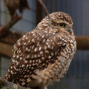 Burrowing Owl - Sept 2012