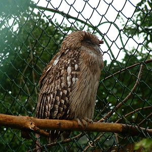 Brown Fish Owl - Sept 2012