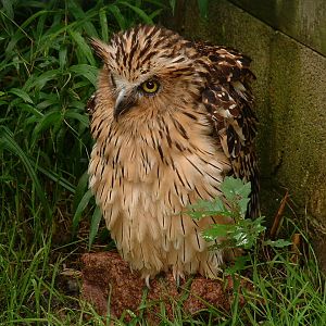 Buffy Fish Owl - Sept 2012