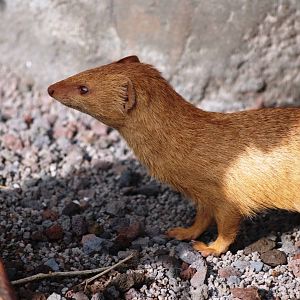 Slender Mongoose at Prague, 25/08/12