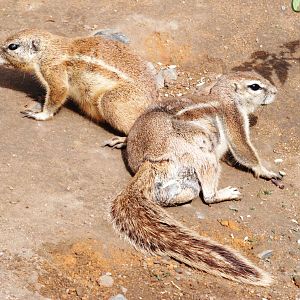 Cape Ground Squirrels at Prague, 25/08/12