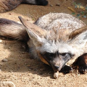 Southern Bat-eared Fox at Prague, 25/08/12
