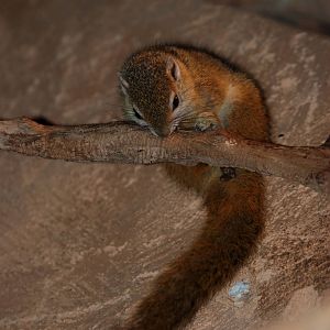 Smith's Bush Squirrel at Prague, 25/08/12